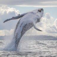 Sydneywhalewatching logo