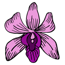 Orchid-Vanilla Pods | Spice-Land Wholesale logo