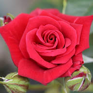 Apuldram Roses logo