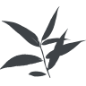 Willow and Hall logo