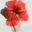 welikebali.com logo
