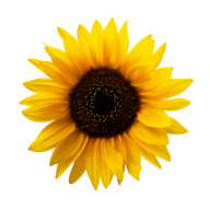 SendFlowers.PK logo