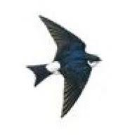 House Martin Shepherd Huts logo