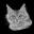 EuroCoons - Maine Coon Kittens - Maine Coon Cats logo