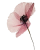 Slowaging logo