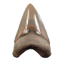 Buried Treasure Fossils logo