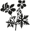 The Hardy Geranium Nursery logo