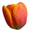 dutch4beginners.com logo