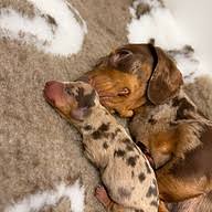 Luxuriousdachshunds logo