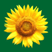 Kräuterhaus Sanct Bernhard logo