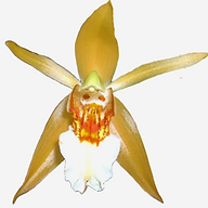 Orchid Botanics logo