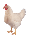 Texaspoultryshrinkbags logo