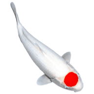 Pondexperts logo