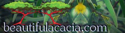 Acacia Confusa logo