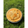 Ispypies logo