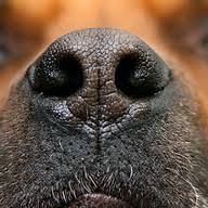 Noseworkers logo
