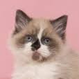 Michelle's Caring Cat Sitting Services logo