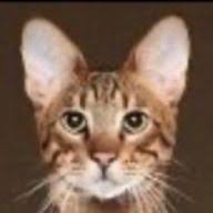 Savannahcat logo