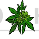 420kushsupplier logo