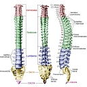 Columna vertebral logo